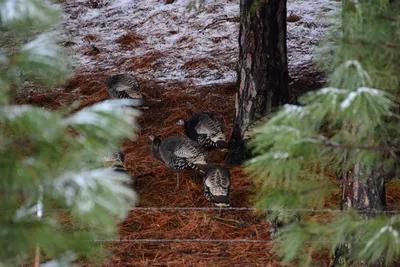 DSC_0814 (Large).JPG